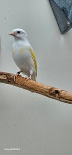 Witte parva van 2025, Dieren en Toebehoren, Vogels | Overige Vogels, Meerdere dieren, Wildzangvogel