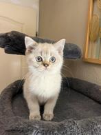 British Korthaar kittens (Ze mogen direct het huis verlaten), Meerdere dieren, Ontwormd