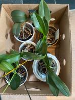 Doos met orchideeën inclusief sierpotten, Huis en Inrichting, Kamerplanten, Ophalen, Minder dan 100 cm