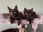 2 Prachtige Maine Coon kittens, Dieren en Toebehoren, Katten en Kittens | Raskatten | Langhaar, Poes