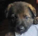 Duitse Herder Pups met Stamboom – Uitmuntende Werklijnen, CDV (hondenziekte), 8 tot 15 weken, Meerdere, Meerdere dieren