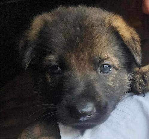 Duitse Herder Pups met Stamboom – Uitmuntende Werklijnen, Dieren en Toebehoren, Honden | Herdershonden en Veedrijvers, Meerdere dieren