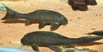 L-Nummers: L152 Pseudorinelepis sp., Vis, Zoetwatervis