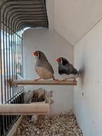 Diverse vogels., Dieren en Toebehoren, Meerdere dieren, Tropenvogel