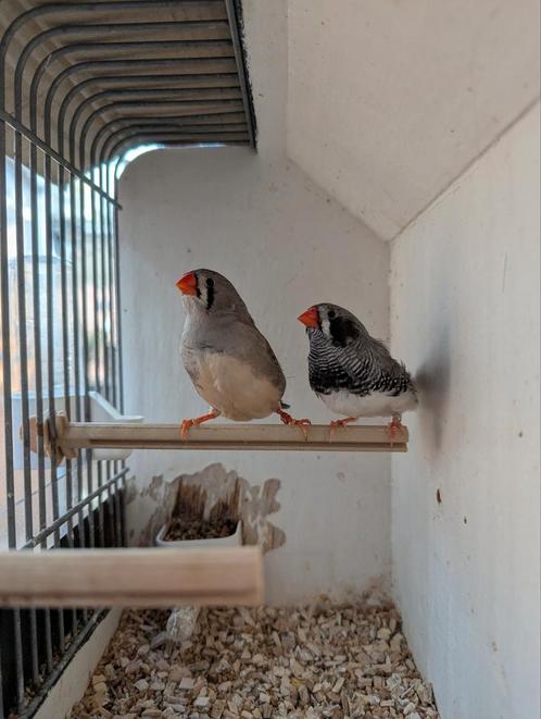 Diverse vogels., Dieren en Toebehoren, Vogels | Overige Vogels, Tropenvogel, Meerdere dieren