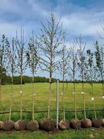 Liquidambar styraciflua Amberboom 20-25 cm €450, Tuin en Terras, Planten | Bomen, In pot, Halfschaduw, Zomer, 400 cm of meer