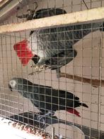 Grijze roodstaart, Dieren en Toebehoren, Vogels | Parkieten en Papegaaien, Mannelijk, Papegaai