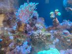 Gezocht makkelijke koralen en anemoon stekjes, Dieren en Toebehoren, Vissen | Aquariumvissen, Overige typen