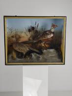 19e-eeuwse Vitrine-Taxidermie – Twee Fazanten, Ophalen, Vogel, Opgezet dier