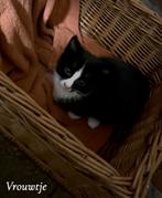 Nog 2 onwijs lieve kittens, Dieren en Toebehoren, Katten en Kittens | Overige Katten, Meerdere dieren, Kortharig, 0 tot 2 jaar