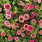 Zaden zinnia mazurkia, Ophalen of Verzenden, Voorjaar, Volle zon, Zaad