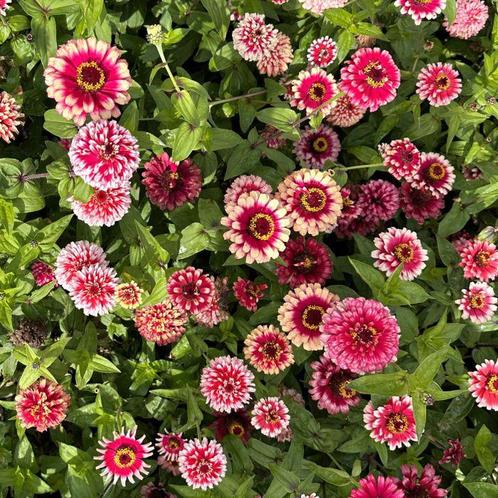 Zaden zinnia mazurkia, Tuin en Terras, Bloembollen en Zaden, Zaad, Voorjaar, Volle zon, Ophalen of Verzenden