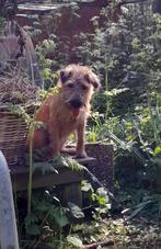 Gezocht dekreu whippet x border terriër, Dieren en Toebehoren, Honden | Dekreuen, Geslacht onbekend, Eén hond, 3 tot 5 jaar, Nederland