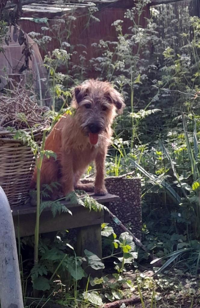 Gezocht dekreu whippet x border terriër, Dieren en Toebehoren, Honden | Dekreuen, Geslacht onbekend, Particulier, Eén hond, Nederland