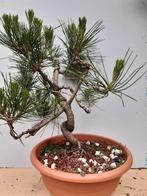 Bonsai, Tuin en Terras, Planten | Bomen, Ophalen of Verzenden, Overige soorten, Minder dan 100 cm