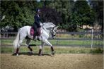 Prachtige ruin te koop, Dieren en Toebehoren, Paarden, Gechipt, Ruin, M, Dressuurpaard