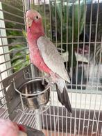 Jong mannenlijk rose kaketoe, Dieren en Toebehoren, Vogels | Parkieten en Papegaaien, Mannelijk, Papegaai, Tam