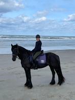 Gezocht: Verzorgpony of -paard in de omgeving van De Lutte, Dieren en Toebehoren, Ophalen, Nieuw