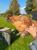Zijdehoen haan, Dieren en Toebehoren, Mannelijk, Kip