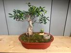 Bonsai ficus tuintje, Tuin en Terras, Planten | Bomen, Minder dan 100 cm, Overige soorten, Bloeit niet, Ophalen of Verzenden