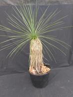 Yucca linearifolia ssp. Galeana 79, 75 cm, stam 38 cm, Overige soorten, Volle zon, Vaste plant, Ophalen of Verzenden