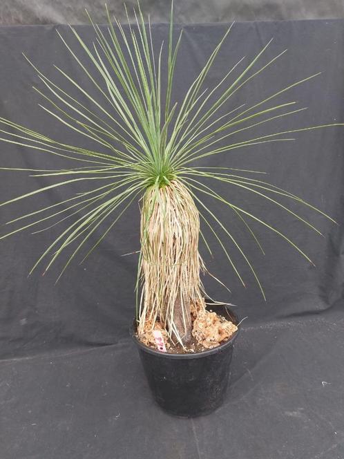 Yucca linearifolia ssp. Galeana 79, 75 cm, stam 38 cm, Tuin en Terras, Planten | Tuinplanten, Vaste plant, Overige soorten, Volle zon