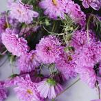 Tuinplant zomerbloeier Bijzondere Cosmos/Cosmea Double Dutch, Ophalen, Volle zon, Groenteplanten, Eenjarig