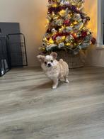 Chihuahua reutje langharig met stamboom zoekt goud mandje, Dieren en Toebehoren, Honden | Chihuahua's en Gezelschapshonden, Rabiës (hondsdolheid)