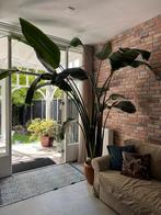 Strealitzia Nicolai 3 meter hoog, Huis en Inrichting, Kamerplanten, Overige soorten, In pot, Groene kamerplant, Halfschaduw