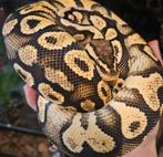 Koningspython- python regius- ballpython, Dieren en Toebehoren, Reptielen en Amfibieën, Slang, Tam, 0 tot 2 jaar
