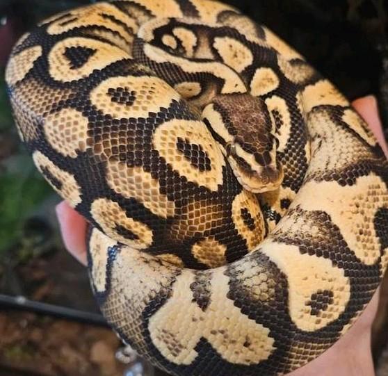 Koningspython- python regius- ballpython