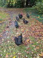 Australorp toom, Dieren en Toebehoren, Pluimvee, Meerdere dieren, Kip