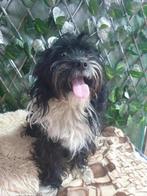 Lief hondje, Particulier, Rabiës (hondsdolheid), Reu, Buitenland