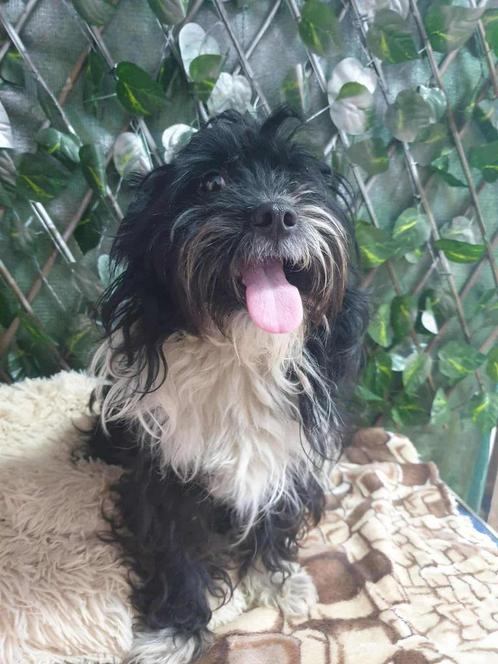 Lief hondje, Dieren en Toebehoren, Honden | Niet-rashonden, Klein, Reu, Particulier, Eén hond, Buitenland, 3 tot 5 jaar, CDV (hondenziekte)