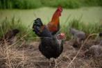 Araucana kippen., Dieren en Toebehoren, Pluimvee, Kip, Vrouwelijk