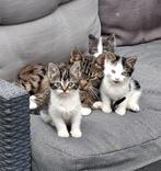 Kittens, Poes
