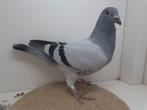 Kleurpostduif kleurpostduiven, Dieren en Toebehoren, Vogels | Duiven, Meerdere dieren, Postduif