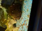 Neocardina garnalen mix, Dieren en Toebehoren, Vissen | Aquariumvissen, Kreeft, Krab of Garnaal, Zoetwatervis, Schoolvis