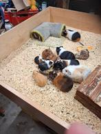 Mooie jonge cavia's, Dieren en Toebehoren, Cavia, Januari, Meerdere dieren, Tam