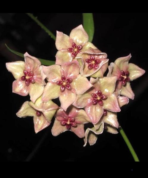 Laaste hoya filiformis former chlorantha var tutuilensis, Huis en Inrichting, Kamerplanten, Overige soorten, Minder dan 100 cm