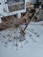 2 takken berenklauw TEAB, Huis en Inrichting, Woonaccessoires | Droogbloemen, Ophalen, Gebruikt