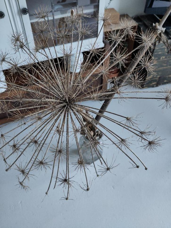 2 takken berenklauw TEAB, Huis en Inrichting, Woonaccessoires | Droogbloemen, Gebruikt, Ophalen