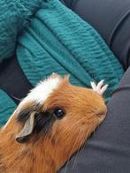 Jonge cavia s, Dieren en Toebehoren, Knaagdieren, Cavia, Augustus, Meerdere dieren, Tam