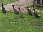 Loopeend, Dieren en Toebehoren, Pluimvee, Mannelijk, Eend