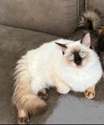 Dekkater ragdoll, Dieren en Toebehoren, Katten en Kittens | Dekkaters