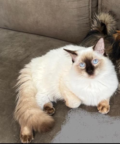Dekkater ragdoll, Dieren en Toebehoren, Katten en Kittens | Dekkaters