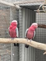 Koppel rose kaketoes 2018 - 2021, Dieren en Toebehoren, Vogels | Parkieten en Papegaaien, Meerdere dieren, Papegaai, Geringd