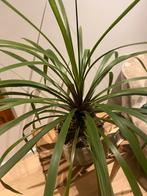 Plant met pot, cordyline. Ongeveer 90 hoog en 100 breed, Tuin en Terras, Planten | Tuinplanten, Ophalen, Overige soorten, Halfschaduw