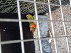 Diverse voliere vogels, Dieren en Toebehoren, Vogels | Parkieten en Papegaaien, Meerdere dieren, Parkiet