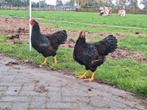 Goud dubbelgezoomde Barnevelder hanen, Dieren en Toebehoren, Pluimvee
